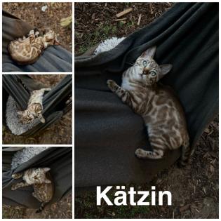 Bengal Jung Katzen 5 Monate alt