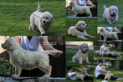 Golden Retriever Wurf Ankündigung März . Zur Abgabe Ende Mai