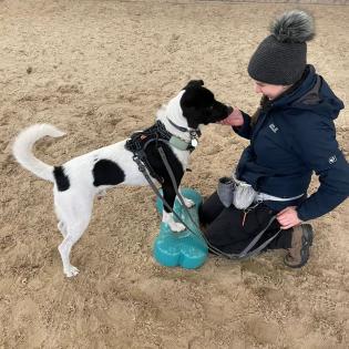Tierphysiotherapie für Hunde und Pferde