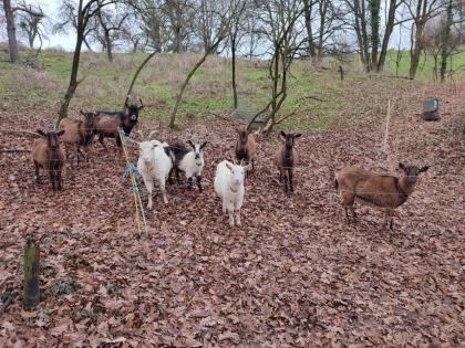 Milchziegenherde BDE/WDE