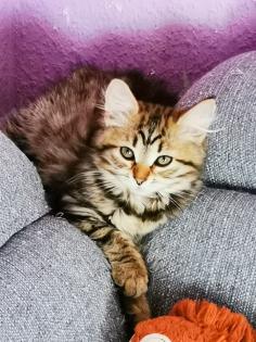 Sibirische Waldkatzen