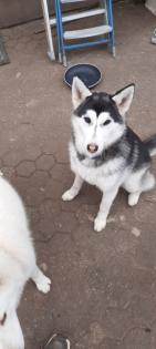 Husky Junghunde zu verkaufen