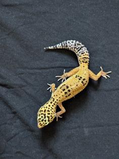 Leopardgeckos Nachzuchten 2024