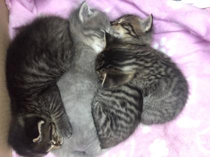 Katzenbabys geboren 23. 4. 23