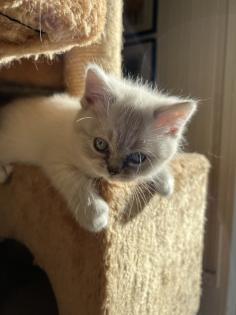 BKH Kitten Weibchen