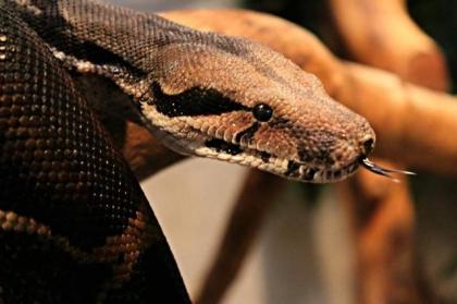Boa constrictor zu verkaufen.