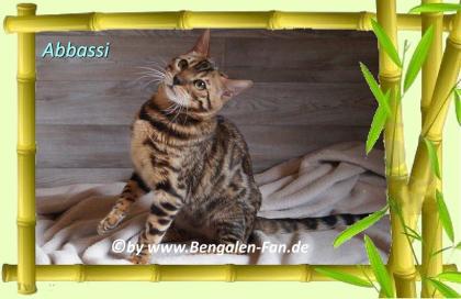 Bengal Kater Abbassi immer gut gelaunt, fröhlich und lieb
