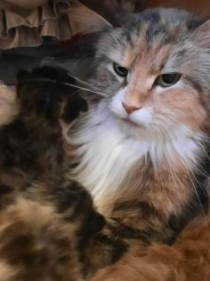 Maine Coon Kitten ab der 12 Woche