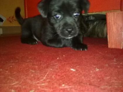 Rüde Hündin Mischlings Hunde Welpen abzugeben.