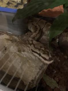 2 Königsphyton mit Terrarium umständehalber abzugeben