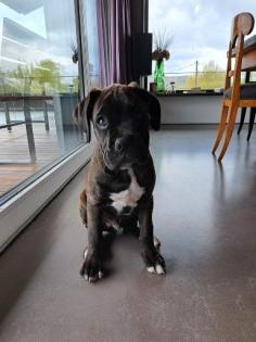 Boxer sucht zeitweisen Aufpasser, Hundesitter, Hundebetreuung