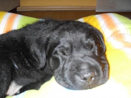 Sharpei/Airedale Mischlings Welpe