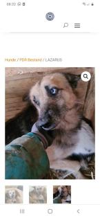 Tolle Welpen, Junghunde Hundesenioren