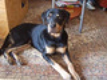 Rotti Mix Rüde
