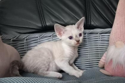 Cattery of Lovely Rascals