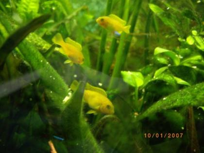 Gelber Maulbrüter ca 40 Jungfische aus eigener nachzucht