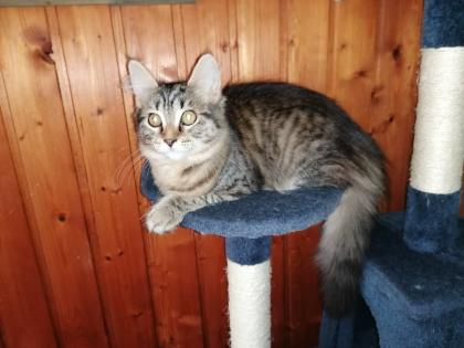 Gebe 3 Maine Coon mix Kitten ab