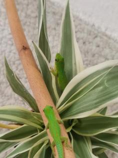0. 0. 4 Phelsuma pasteuri
