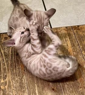 Snow Bengalen aus liebevoller Zucht mit TICA-Stammbaum - nur noch 2 zu haben
