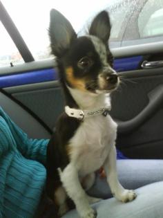 DRINGEND Chihuahua Rüde ca. 1, 5 Jahre alt total lieb zu verkaufen