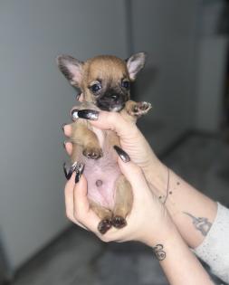 9 Süße Chihuahua Welpen