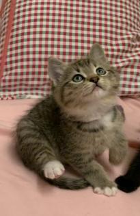 Noch eine Katze und ein Kater suchen ein neues Zuhause