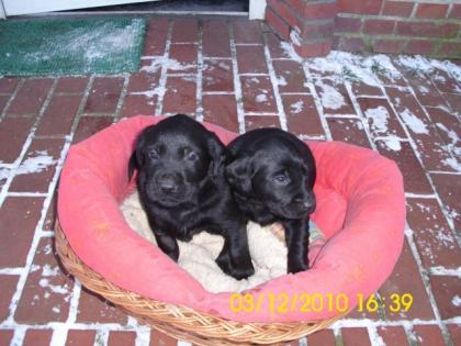 Labrador / Golden Retriever Welpen zu verkaufen