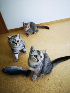 Reinrassige BKH Kitten suchen dich