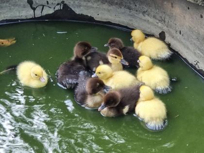 Warzenenten Küken zu verkaufen