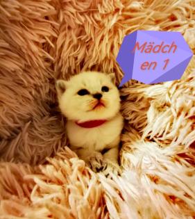 BKH Kitten suchen ein liebevolles Zuhause
