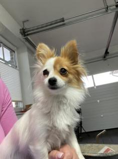 Pomchi R de