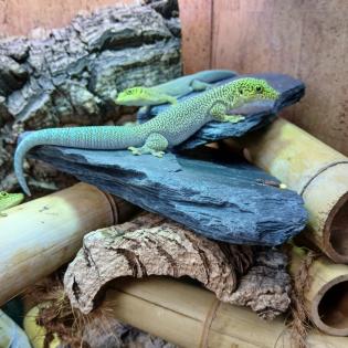Phelsuma standingi NZ - Dornwaldgecko