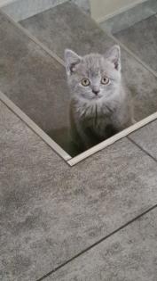 BKH reinrassige weibliche Kitten
