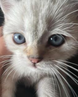 BkH Kitten