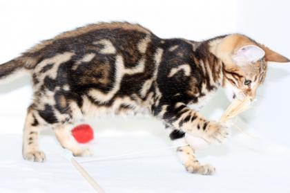 Bengal katzchen mit papiere