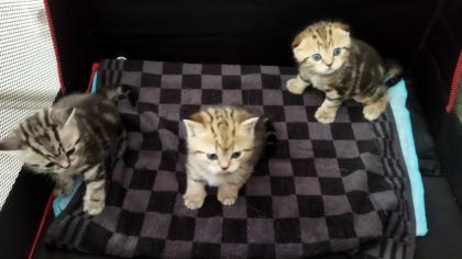 Verkaufe BKH Kitten