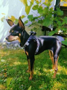 Russkiy Toy Terrier Mädchen Welpe