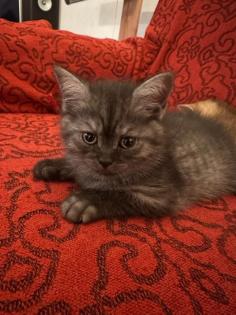 Reinrassige Britisch Kurzhaar Katzenbabys suchen ein schönes zuhause