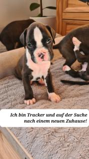 Boxerwelpen zu verkaufen