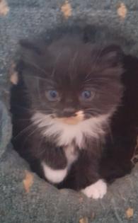 Maincoon Mix Kitten Katze Kater Perser