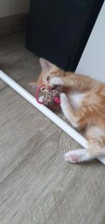 Bkh Mix Kitten