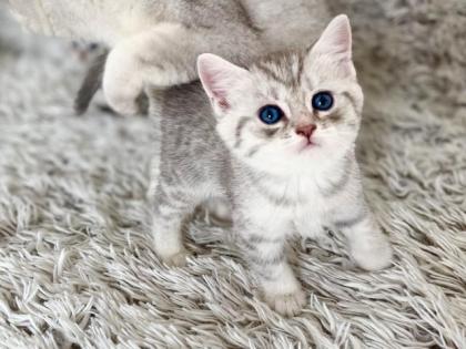 BKH Kitten, Silver Shaded, Stammbaum