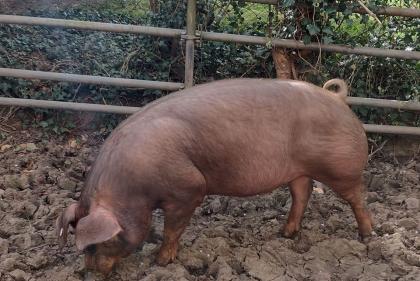 Duroc Schweine zu verkaufen