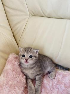 Bkh Kitten