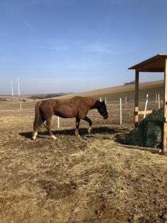 Warmblut Stute Tally