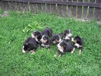 Grosser Schweizer Sennenhund Welpen