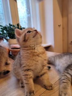 Bkh Kitten