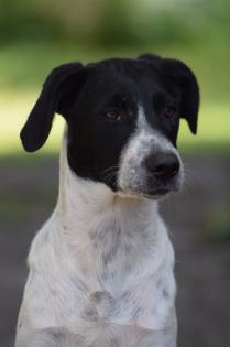 Tolle Labradormischlinge gechipt und geimpft suchen ein schönes Zuhause
