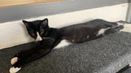 1 Bkh mix mischlings Kitten