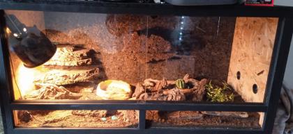 4. 0 4 Maskenleguane / Terrarium mit Zubehör